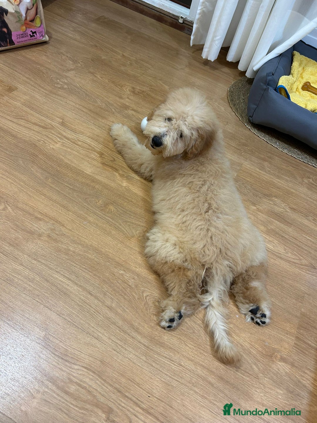 Labradoodle perros en venta: Cachorros labradoodle medianos  - Imagen 1