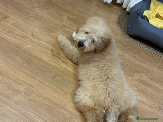 Labradoodle perros - Anuncio 3