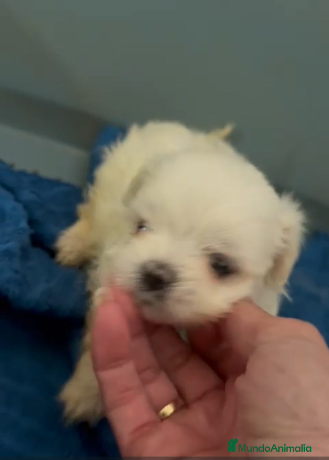 Bichón Maltés perros en venta: Bichón toy - Imagen 2