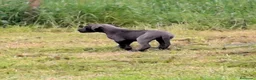 Dogo Alemán perros en venta: Cachorros azules Gran Danés - Anuncio 7