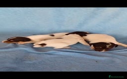 Ratonero Bodeguero Andaluz perros en venta: Bodeguero  - Imagen 5