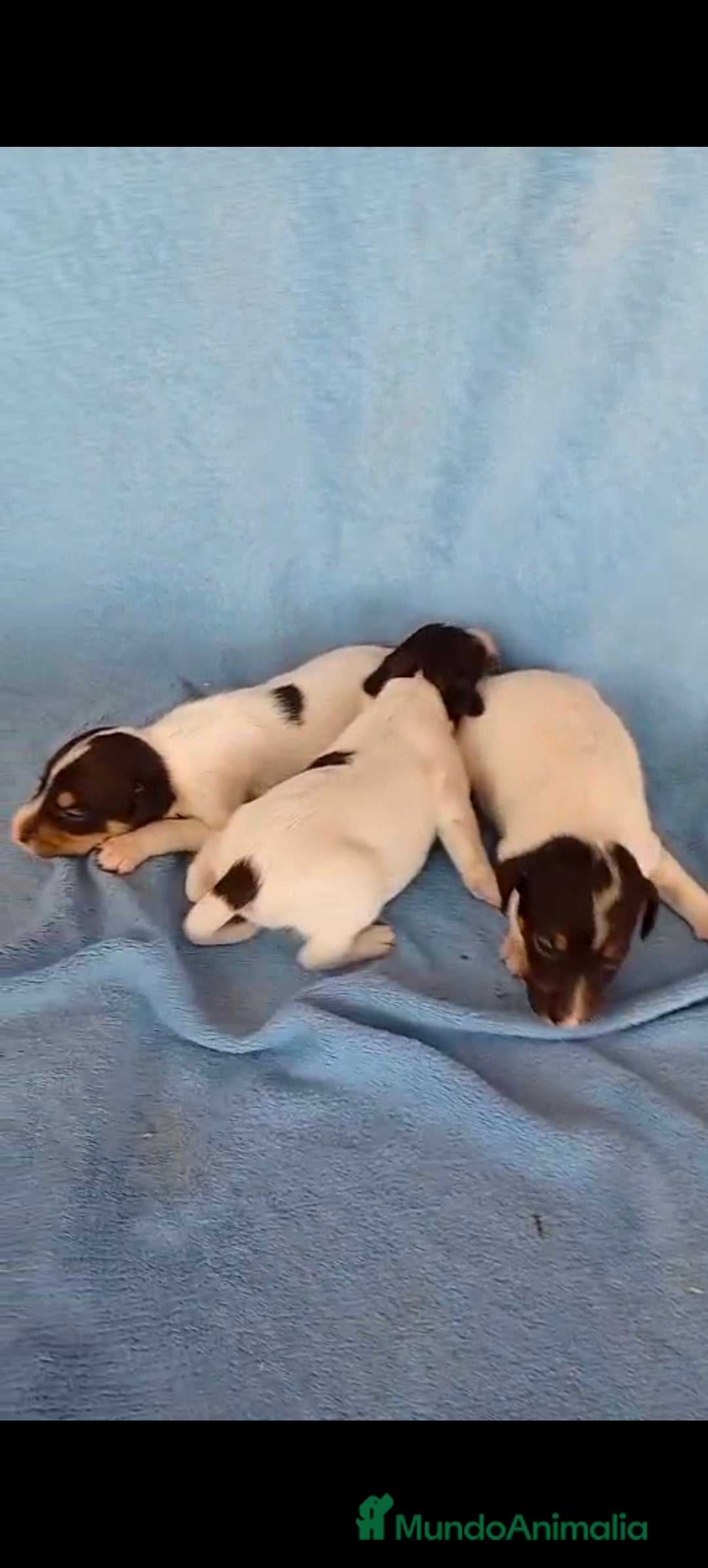 Ratonero Bodeguero Andaluz perros en venta: Bodeguero  - Imagen 5