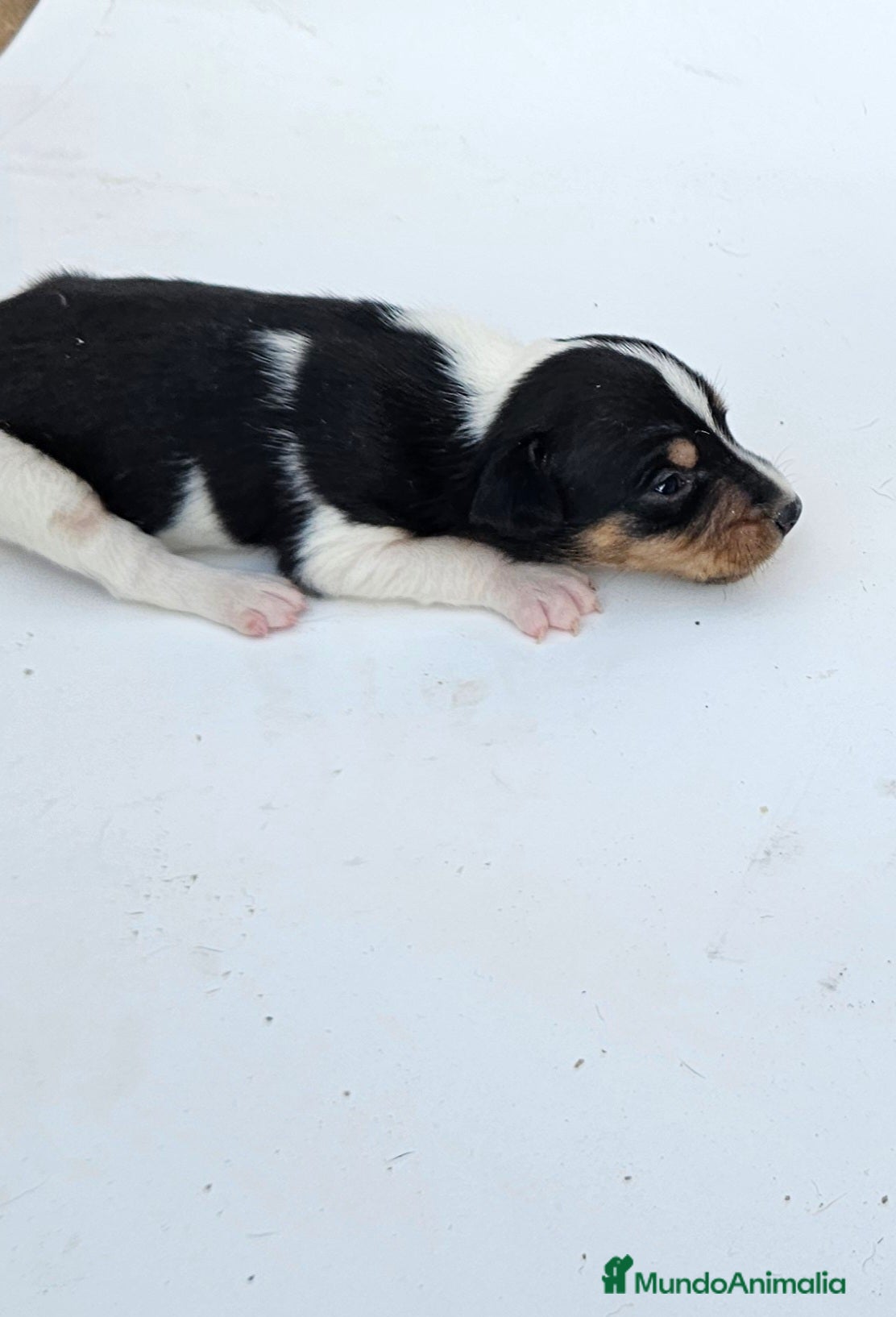 Gos Rater Valencià perros Ratoneros valencianos - Anuncio 36