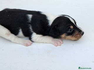 Gos Rater Valencià perros Ratoneros valencianos - Anuncio 12