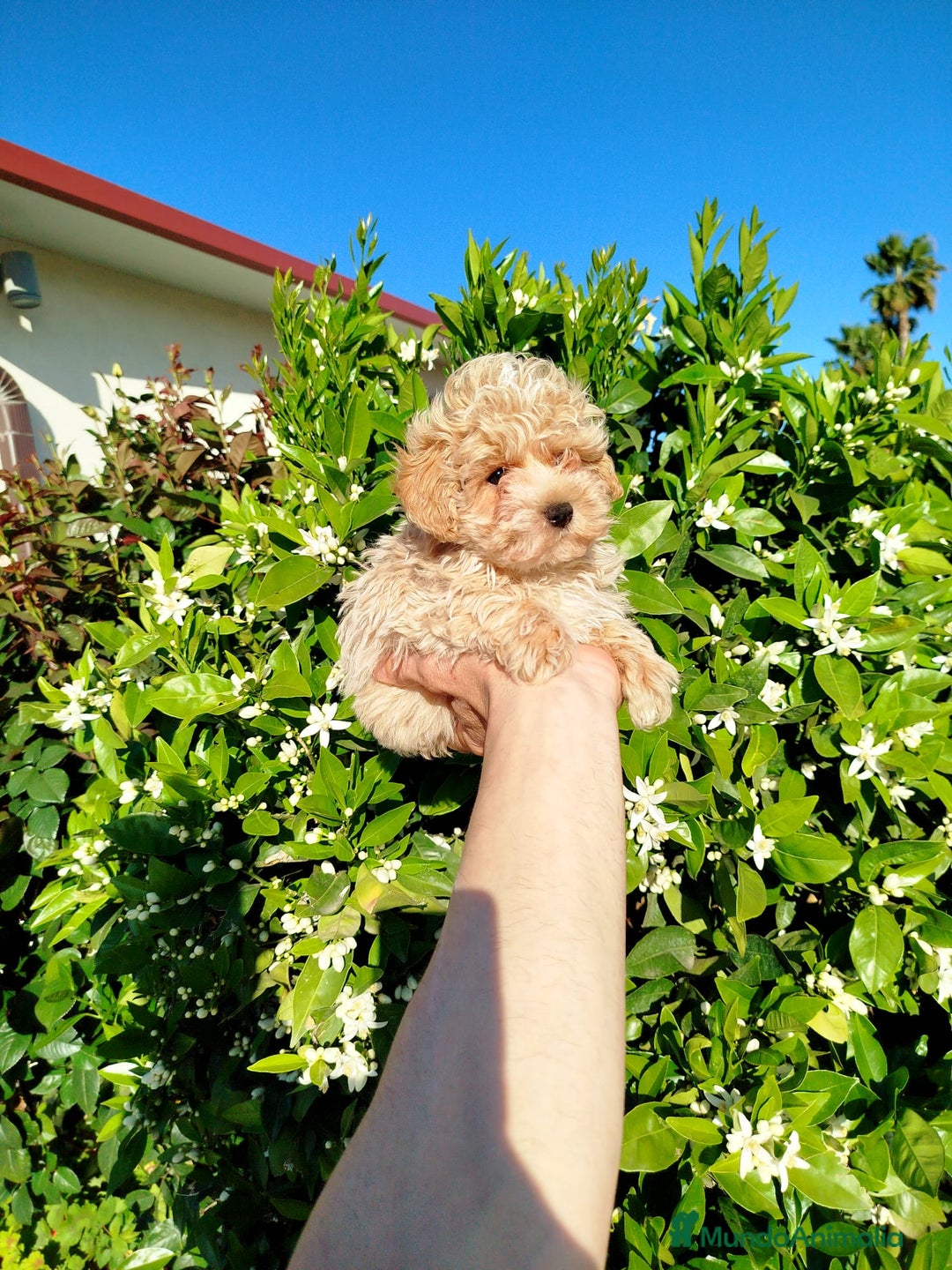 Maltipoo perros en venta: Maltipoo  - Imagen 2