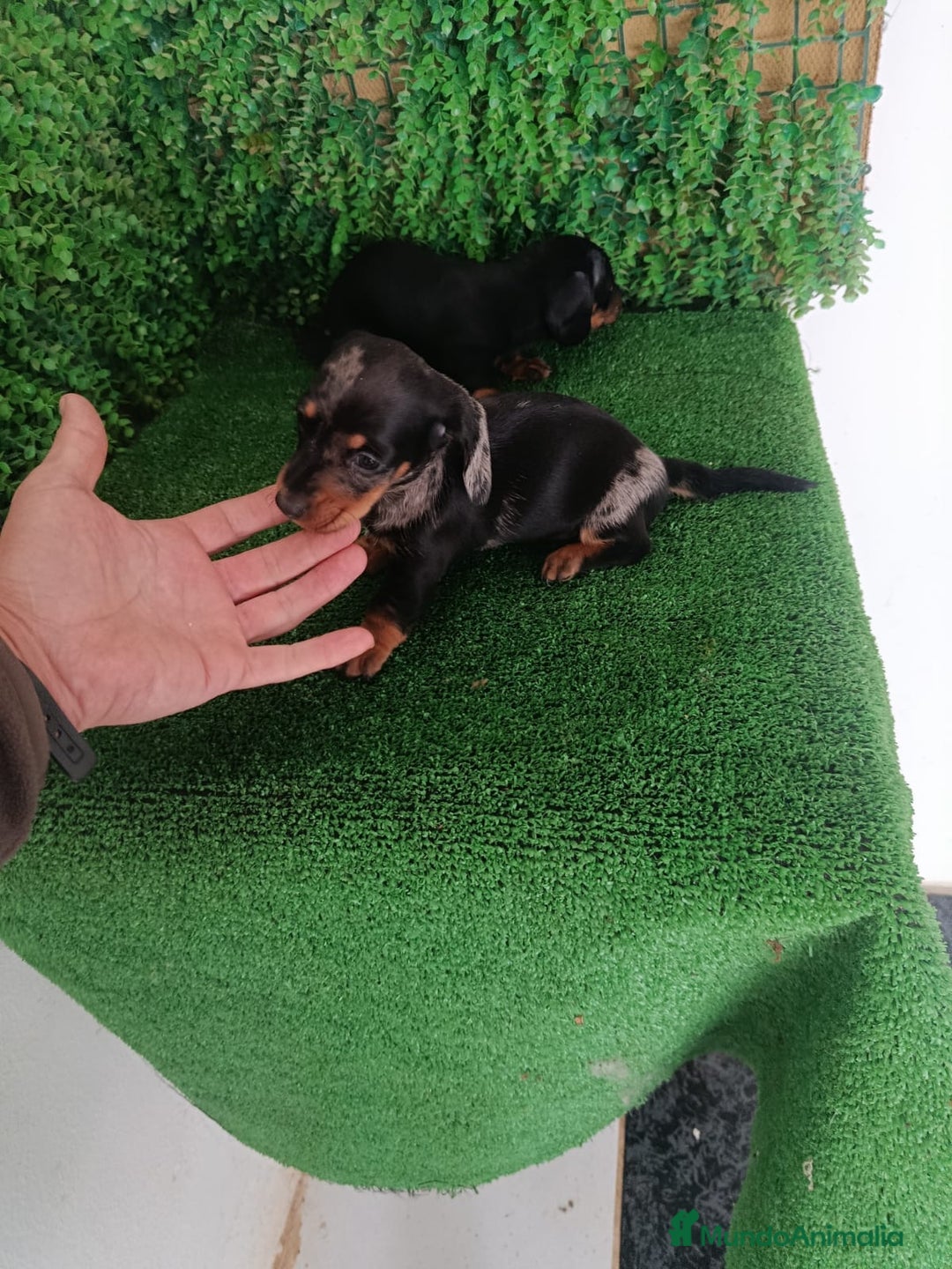 Teckel perros en venta: Hembras teckel  - Anuncio 4