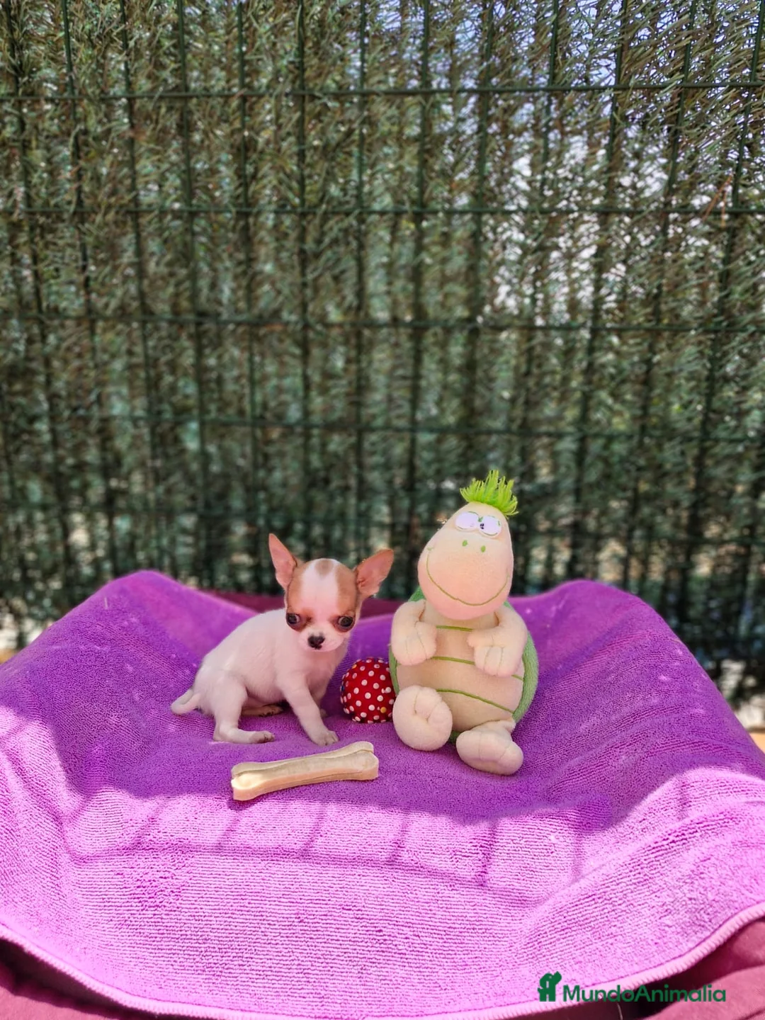 Chihuahua perros en venta: Chihuahuas miniaturas en Barcelona - Anuncio 7