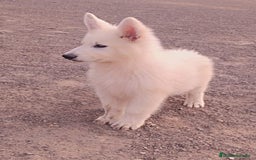 Pastor Blanco Suizo perros en venta: Pastor Blanco Suizo  - Anuncio 5