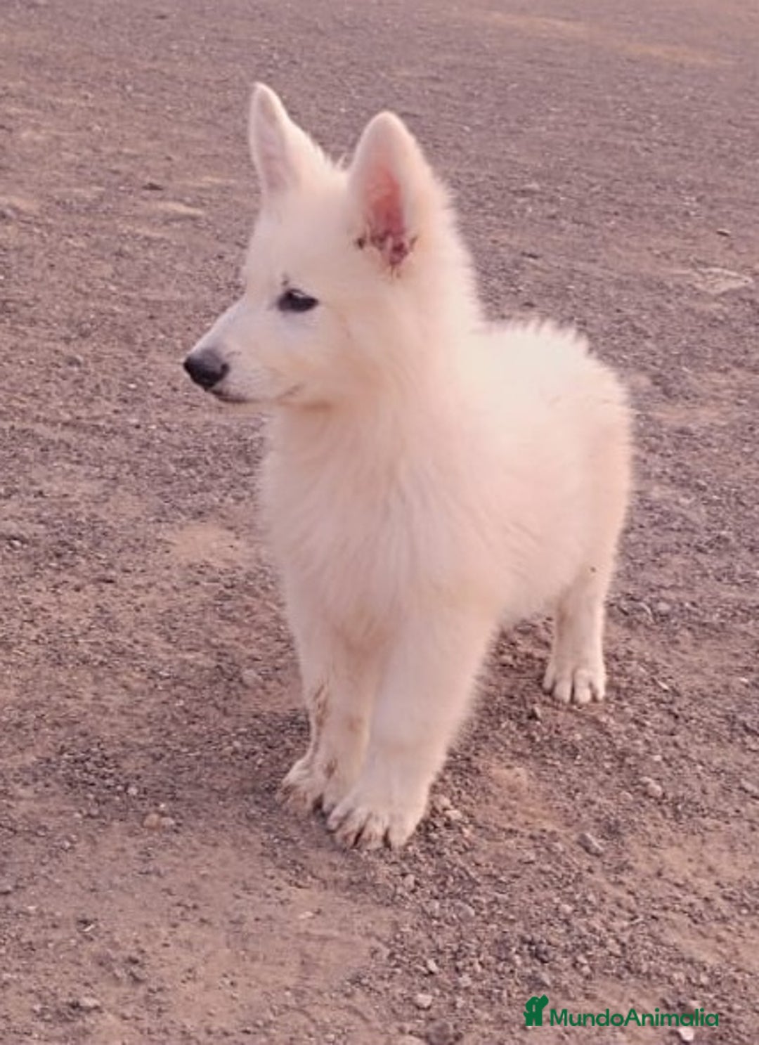 Pastor Blanco Suizo perros en venta: Pastor Blanco Suizo  - Anuncio 5