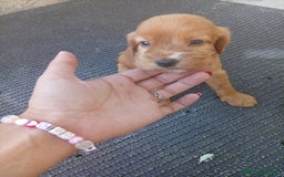 Cocker Spaniel Inglés perros en venta: OPORTUNIDAD VERANO - Imagen 3