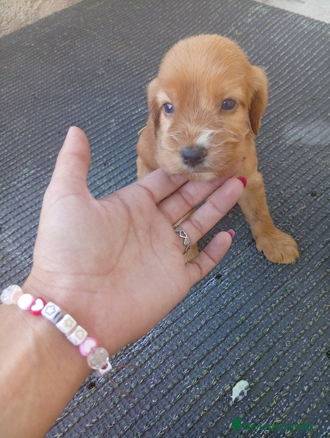 Cocker Spaniel Inglés perros en venta: OPORTUNIDAD VERANO - Imagen 3