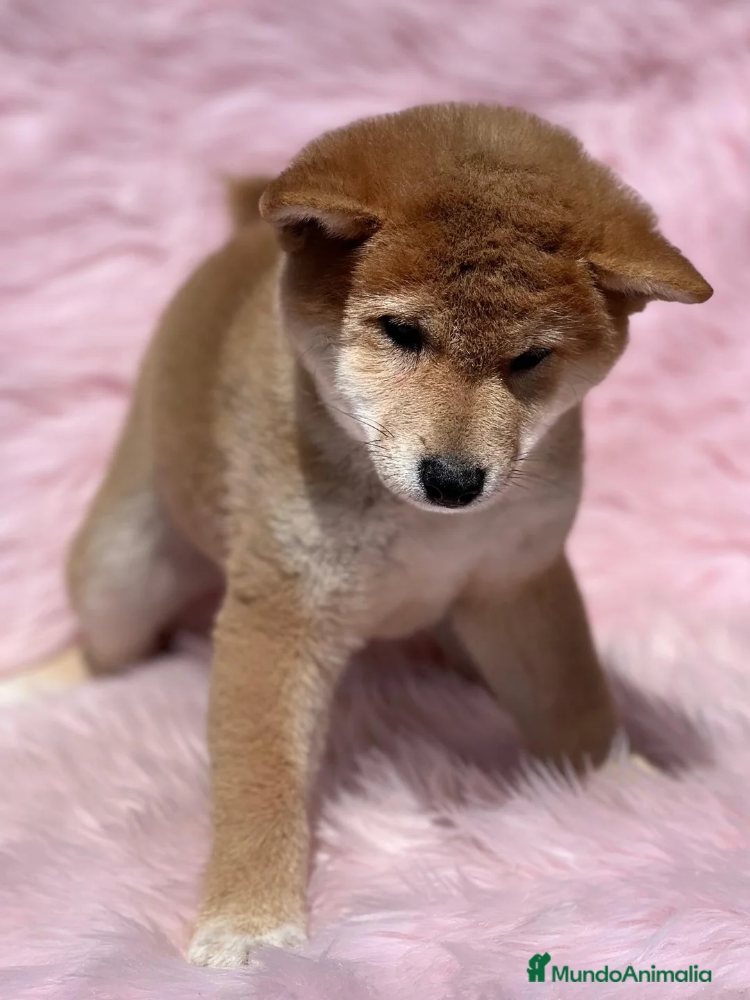 Shiba Inu perros en venta: SHIBA INU HEMBRA ROJA DISPONIBLE en Barcelona - Anuncio 2