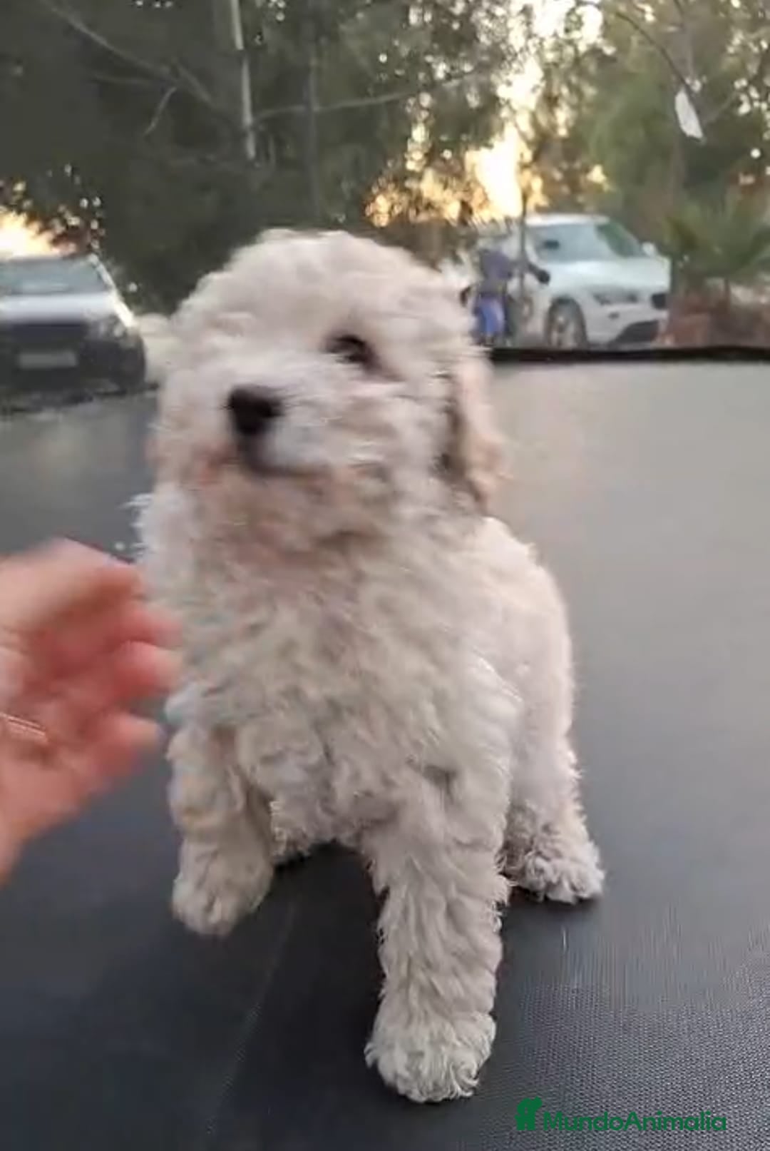 Caniche Toy perros CANICHE MACHO OPORTUNIDAD  - Anuncio 2