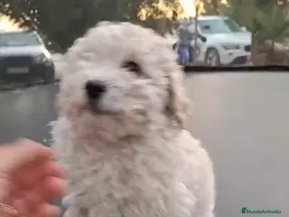 Caniche Toy perros CANICHE MACHO OPORTUNIDAD - Anuncio 2