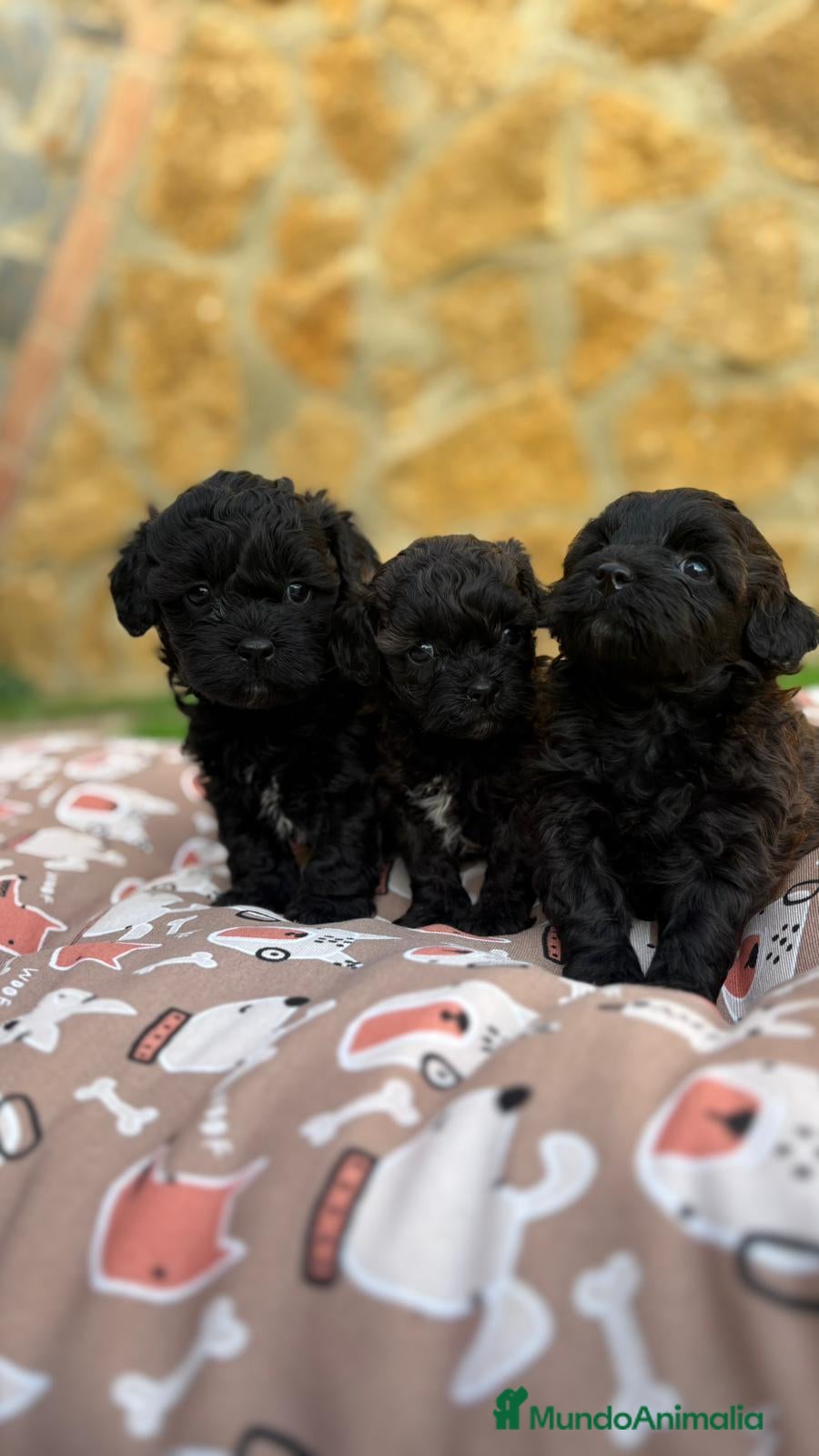 Maltipoo perros Maltipoo mini - Anuncio 1