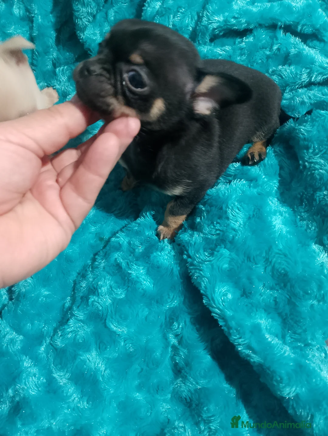 Chihuahua perros en venta:  chihuahua lilac ojos azul grises una pasada  - Anuncio 10