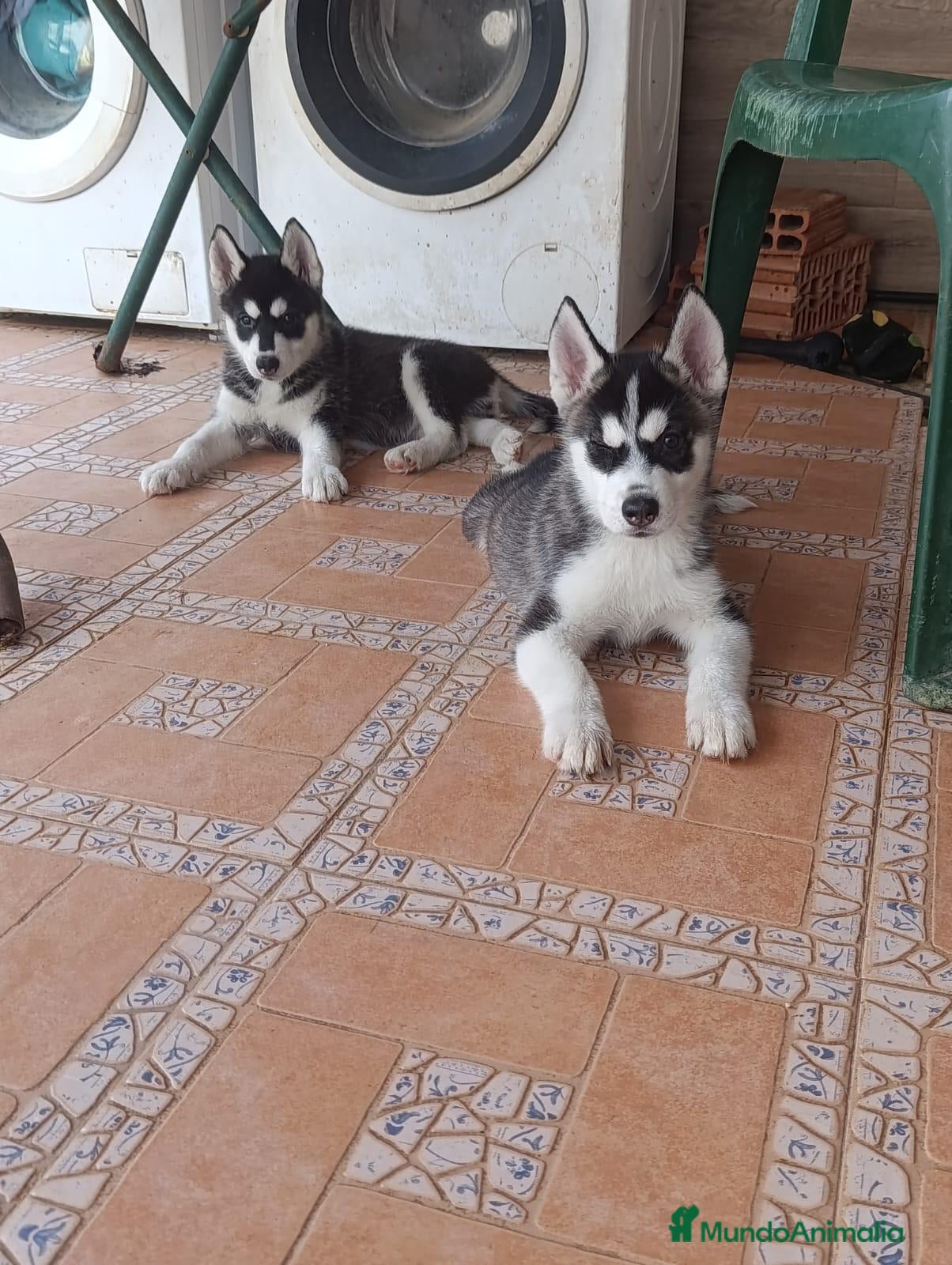 Husky Siberiano perros ‼️‼️husky siberianos padres importados de rusia  - Anuncio 2