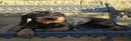 Teckel perros en venta: Teckel Standard Pelo Duro - Anuncio 1