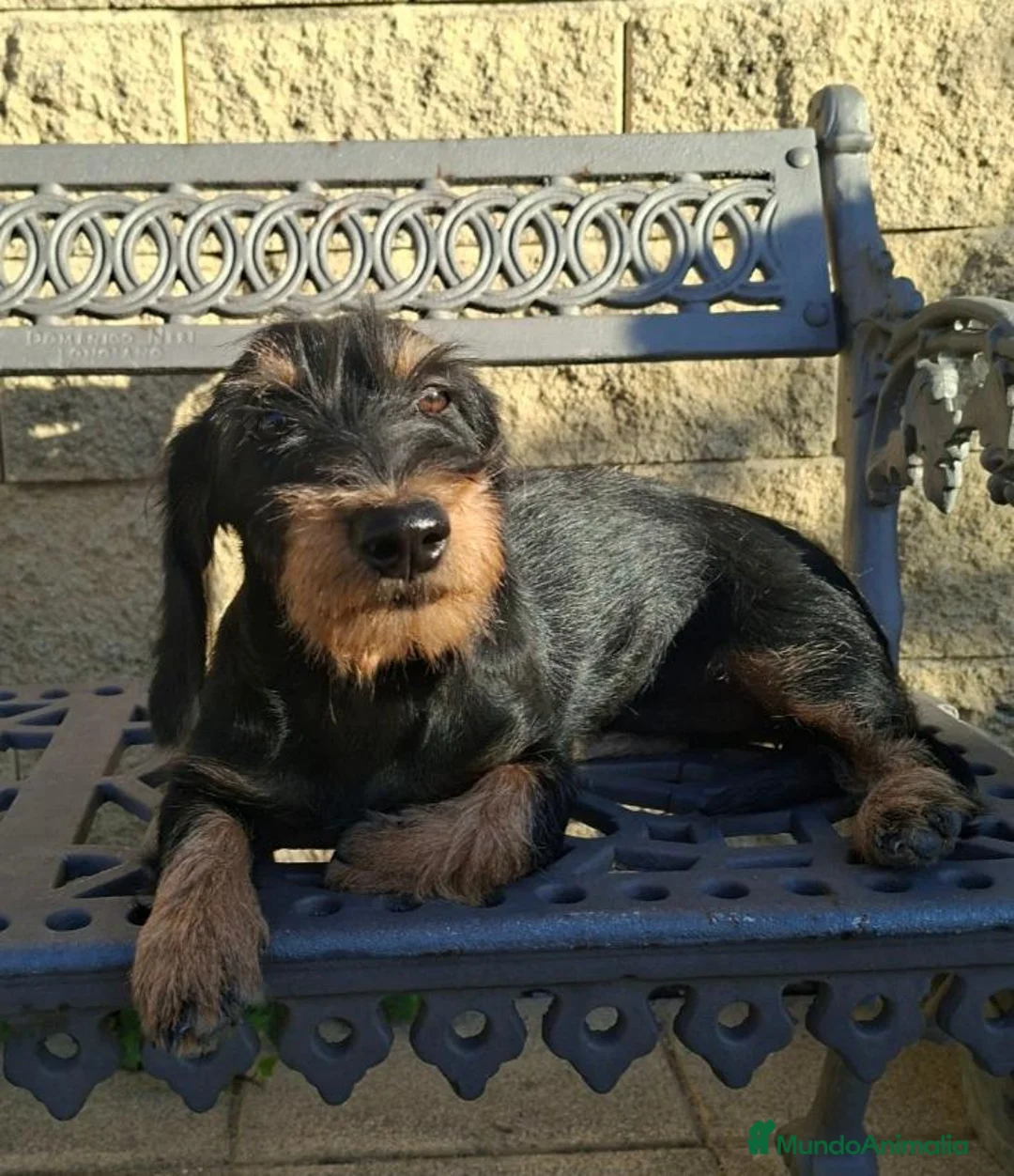 Teckel perros en venta: Teckel Standard Pelo Duro - Anuncio 1