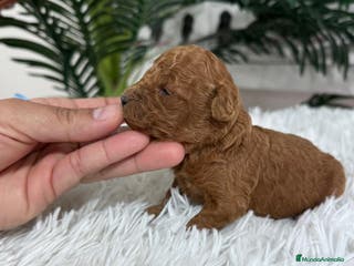 Caniche Toy perros CANICHE ROJO - Anuncio 1