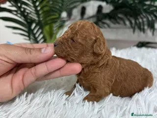 Caniche Toy perros CANICHE ROJO - Anuncio 4