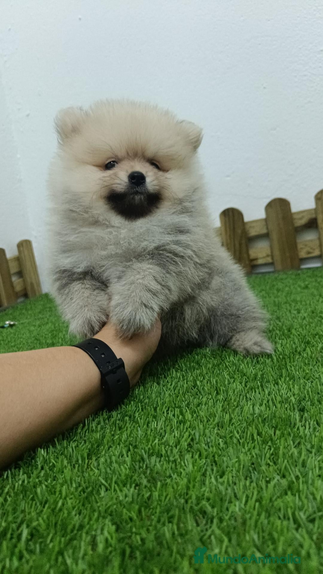 Pomerania perros Pomerania macho  - Anuncio 1