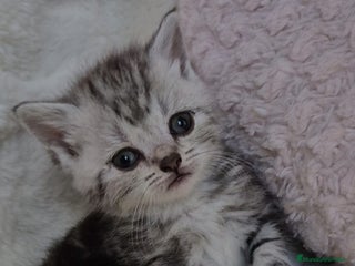 Británico de Pelo Corto gatos Brithis color silver exclusivos - Anuncio 3