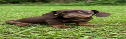 Teckel Miniatura perros en venta: Teckel Miniatura - Anuncio 4