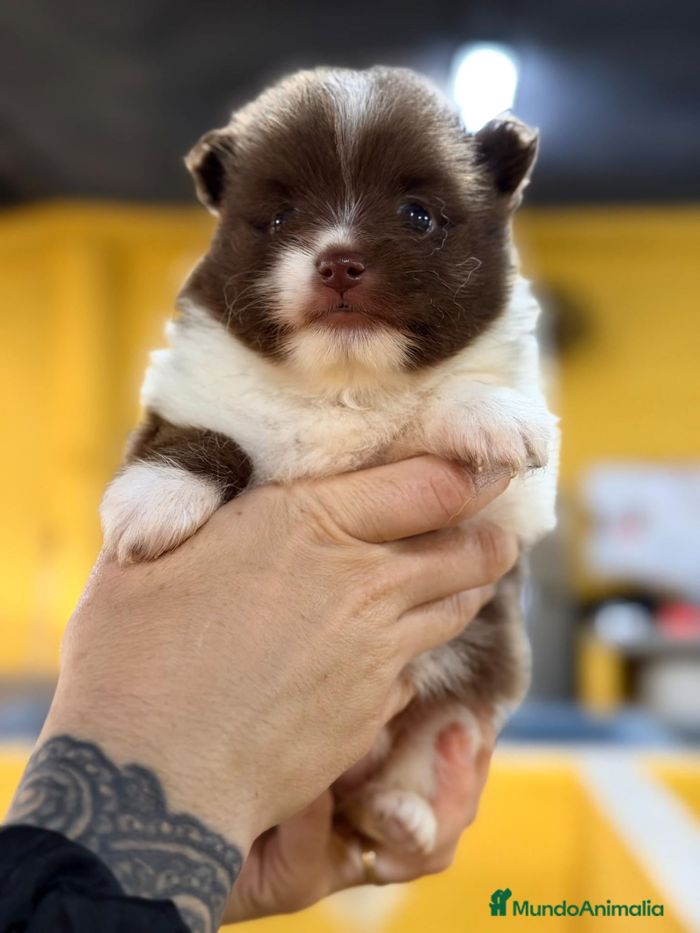 Pomerania perros POMERANIA CHOCOLATE Y BLANCO - Anuncio 2