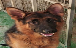 Pastor Alemán perros en venta: Cachorro pastor alemán  en Pontevedra - Imagen 2