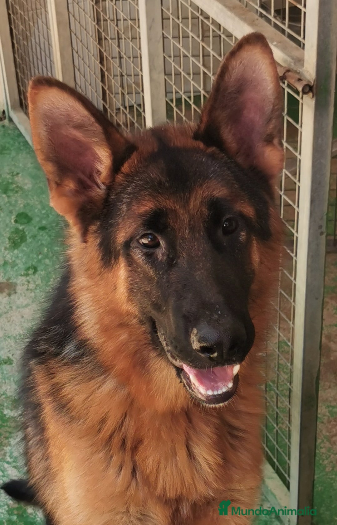 Pastor Alemán perros en venta: Cachorro pastor alemán  en Pontevedra - Imagen 2