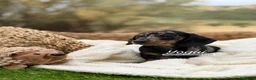 Teckel Miniatura perros en venta: TECKEL MACHO - Anuncio 5