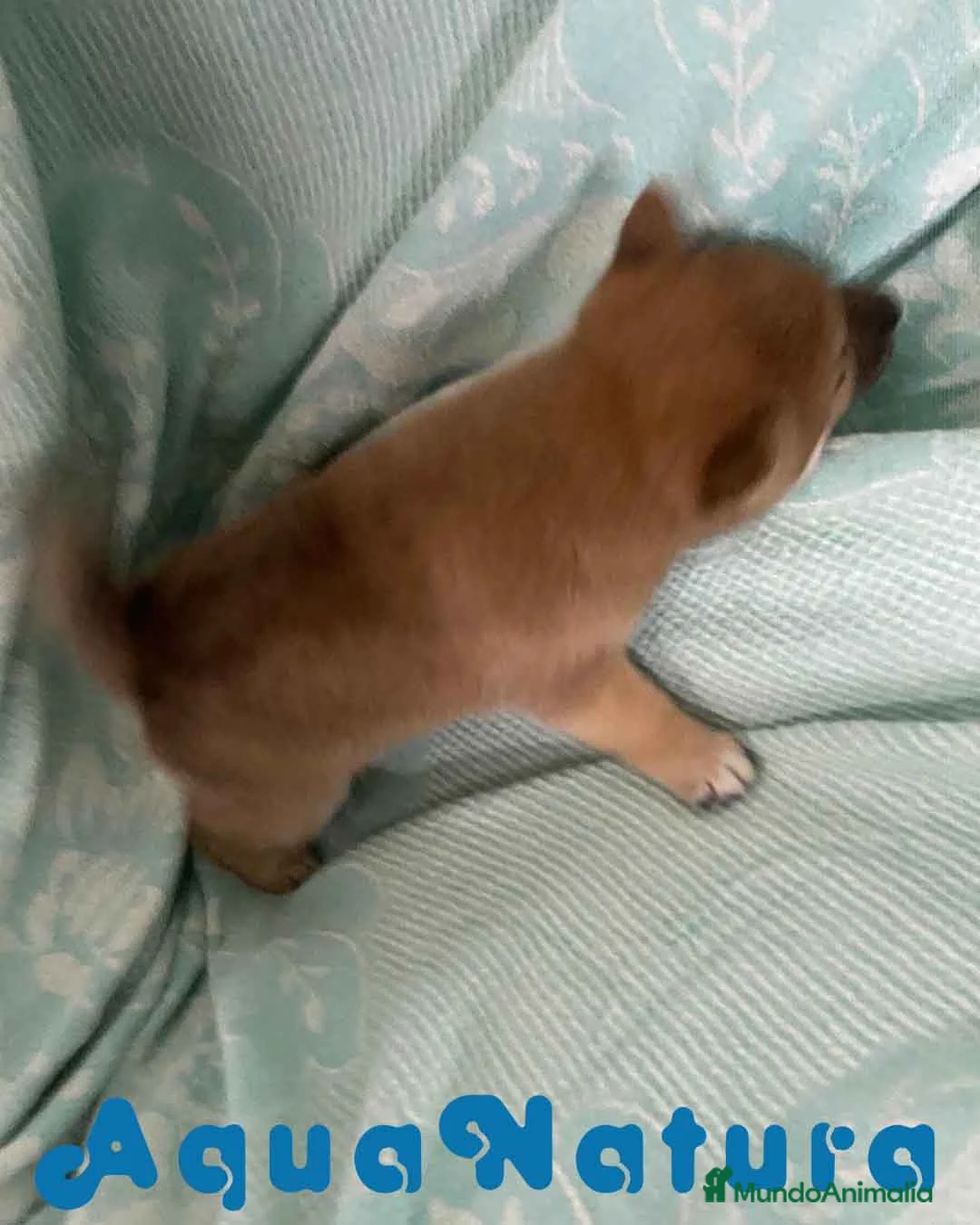 Shiba Inu perros en venta: Shiba Inu Hembra de Melani y Silvio AQUANATURA - Anuncio 6