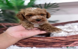 Caniche Toy perros en venta: CANICHE TOY MACHO - Imagen 6