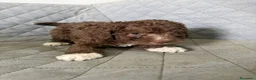 Perro de Agua Español perros en venta: PERRA DE AGUA  - Anuncio 3