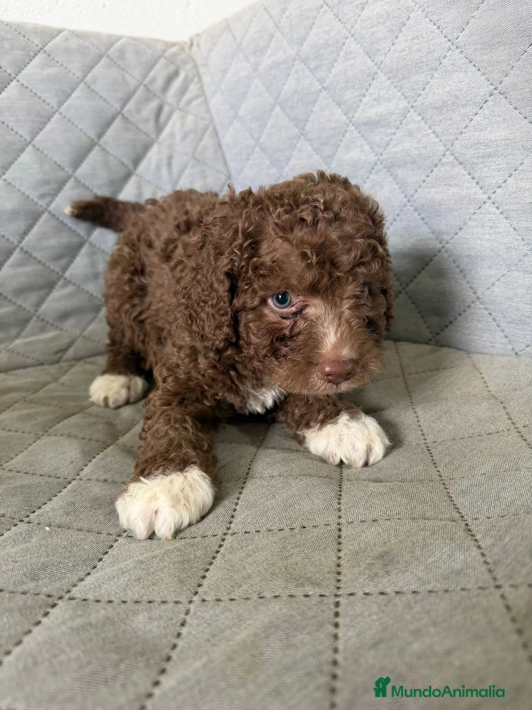 Perro de Agua Español perros en venta: PERRA DE AGUA  - Anuncio 3