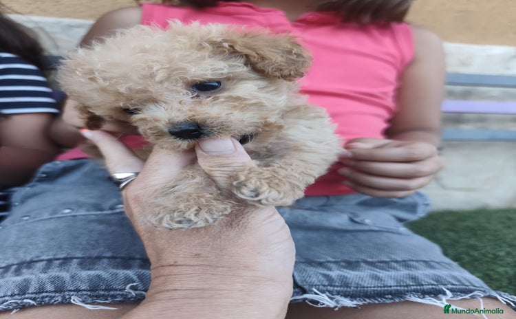 Caniche Enano perros - Propaganda 1