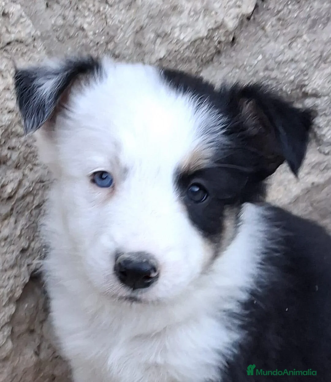 Border Collie perros en venta: Boder collie camada 3 - Anuncio 2