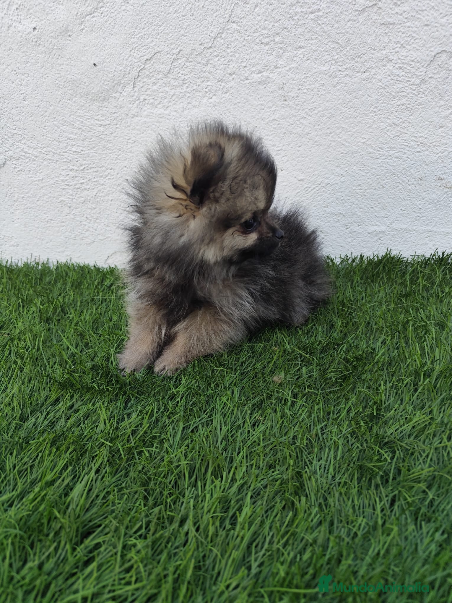 Pomerania perros en venta: Pomerania toy  - Anuncio 11