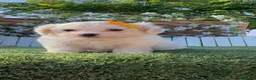 Bichón Maltés perros en venta: BICHON MALTES-DULZURA EN ESTADO PURO - Anuncio 9