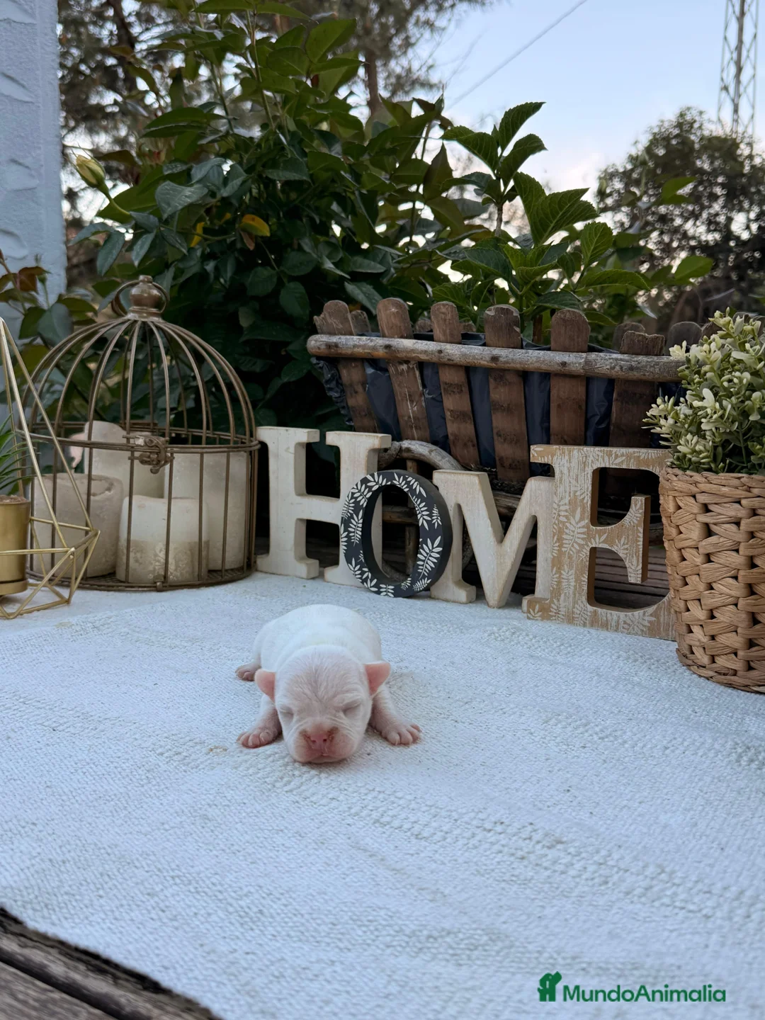 Bulldog Francés perros en venta: Bulldog francés macho Blanco disponible  - Anuncio 1