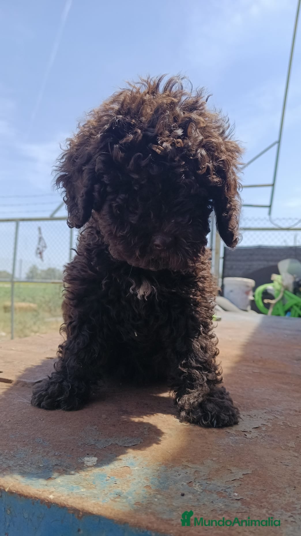 Perro de Agua Español perros Perros de agua 🐶🐾 - Anuncio 1