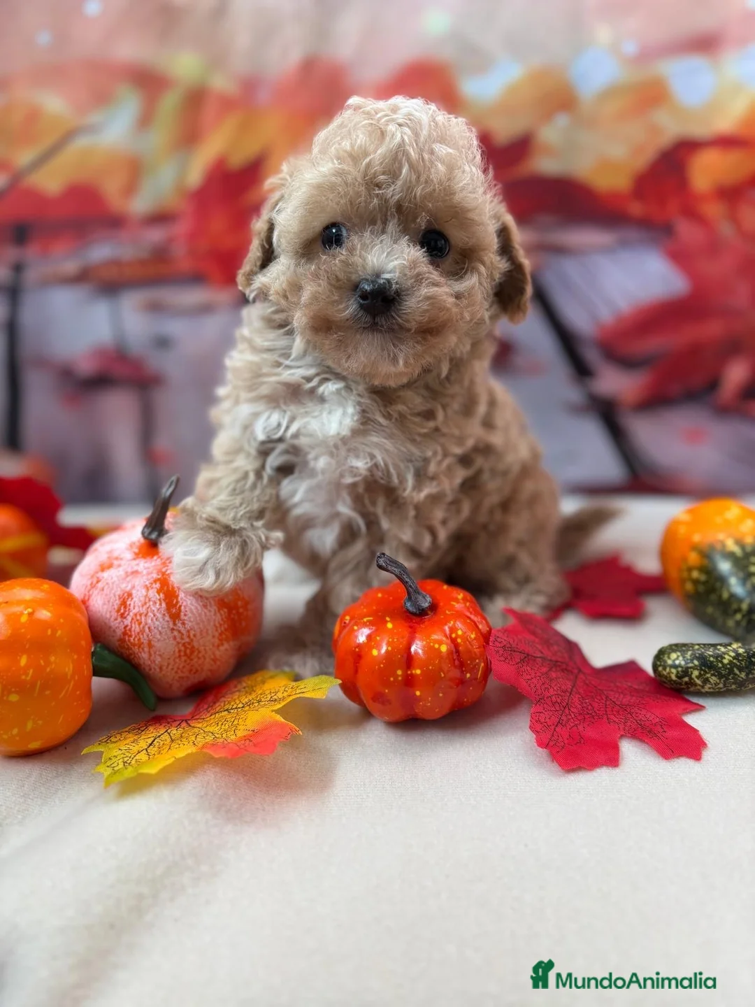 Maltipoo perros en venta: Maltipoo Toy Macho Disponible. - Anuncio 2
