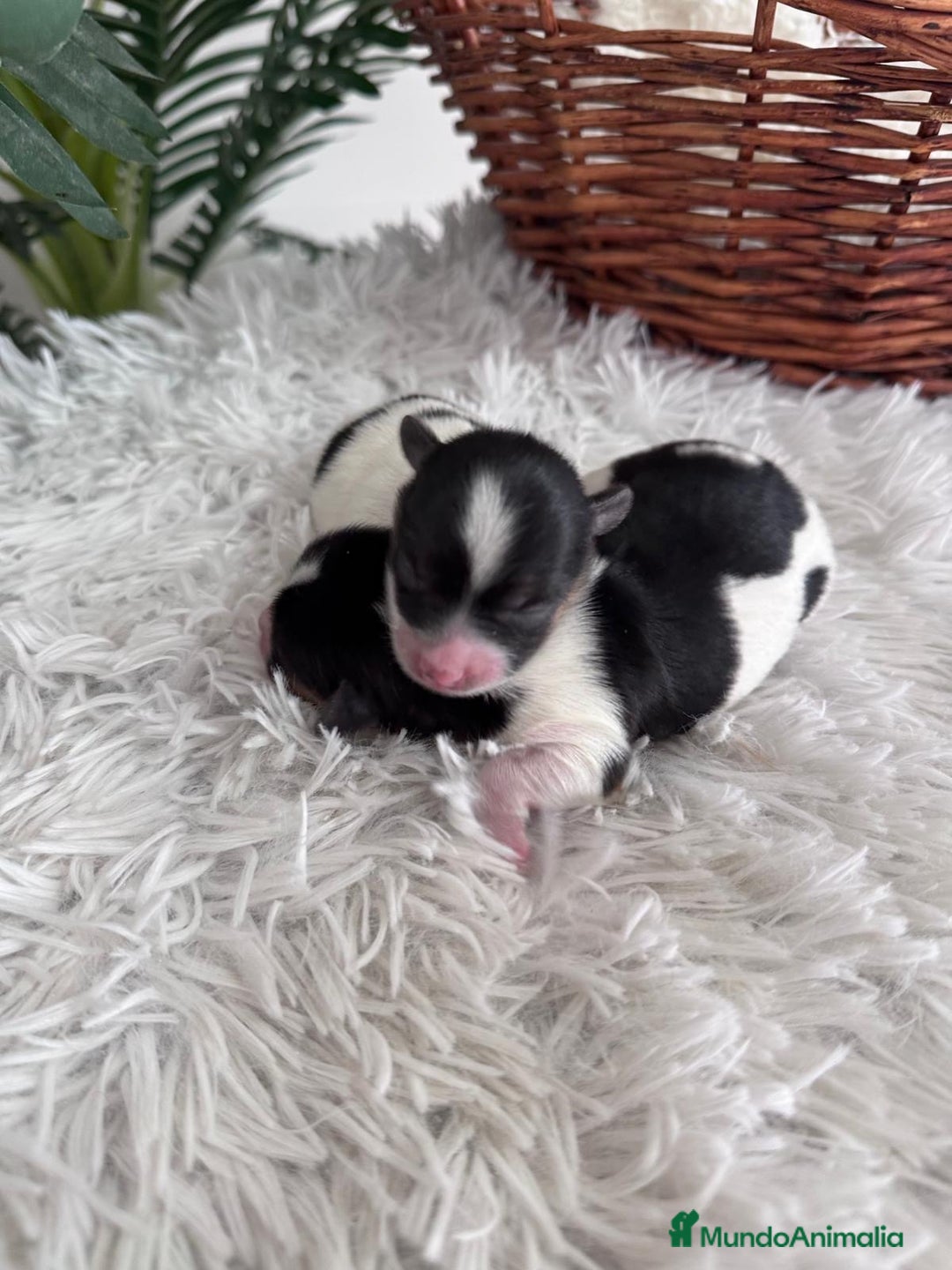 Yorkshire Terrier perros en venta: YORKSHIRE TERRIER BIEWER - Imagen 25