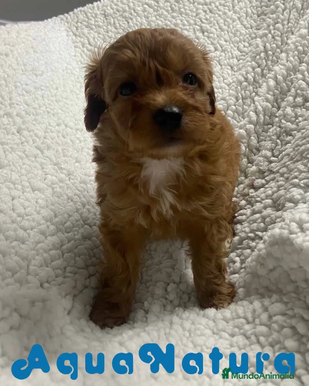 Havapoo perros en venta:  Havapoo Macho 2 de Haya y Can AQUANATURA - Anuncio 6