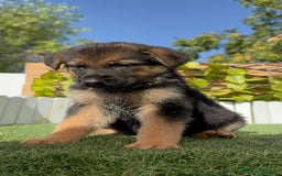Pastor Alemán perros en venta: PASTOR ALEMAN - Imagen 15
