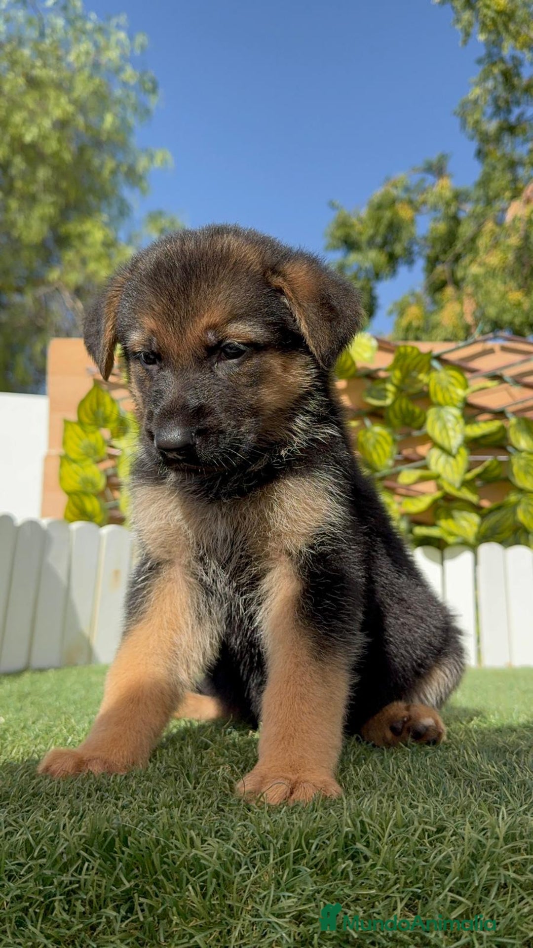 Pastor Alemán perros en venta: PASTOR ALEMAN - Imagen 15