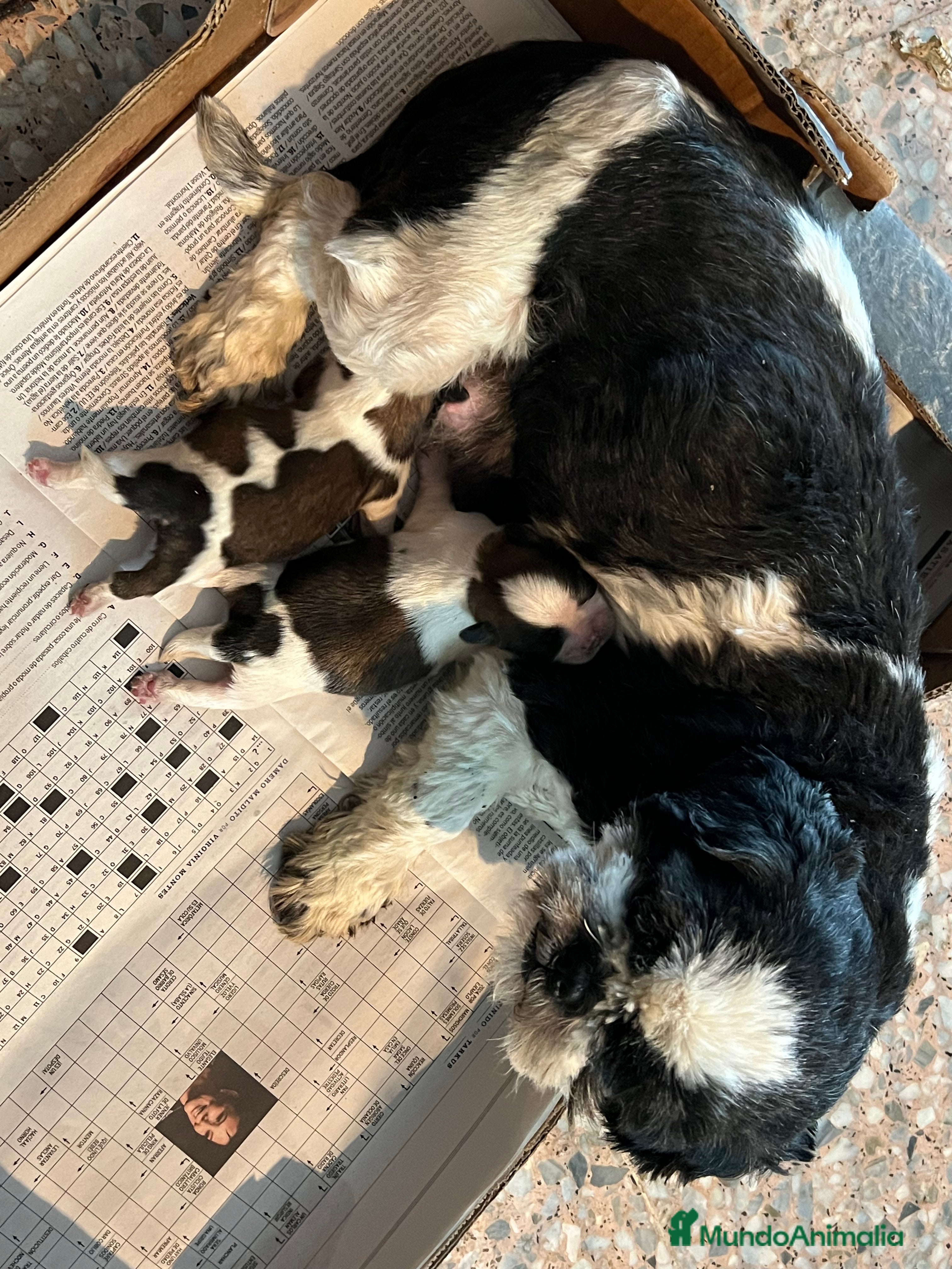 Shih Tzu perros EL FOU DESDE 1995 CRIANDO CAMPEONES en Barcelona - Anuncio 2