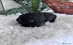 Caniche Toy perros en venta: CANICHE TOY - Anuncio 15