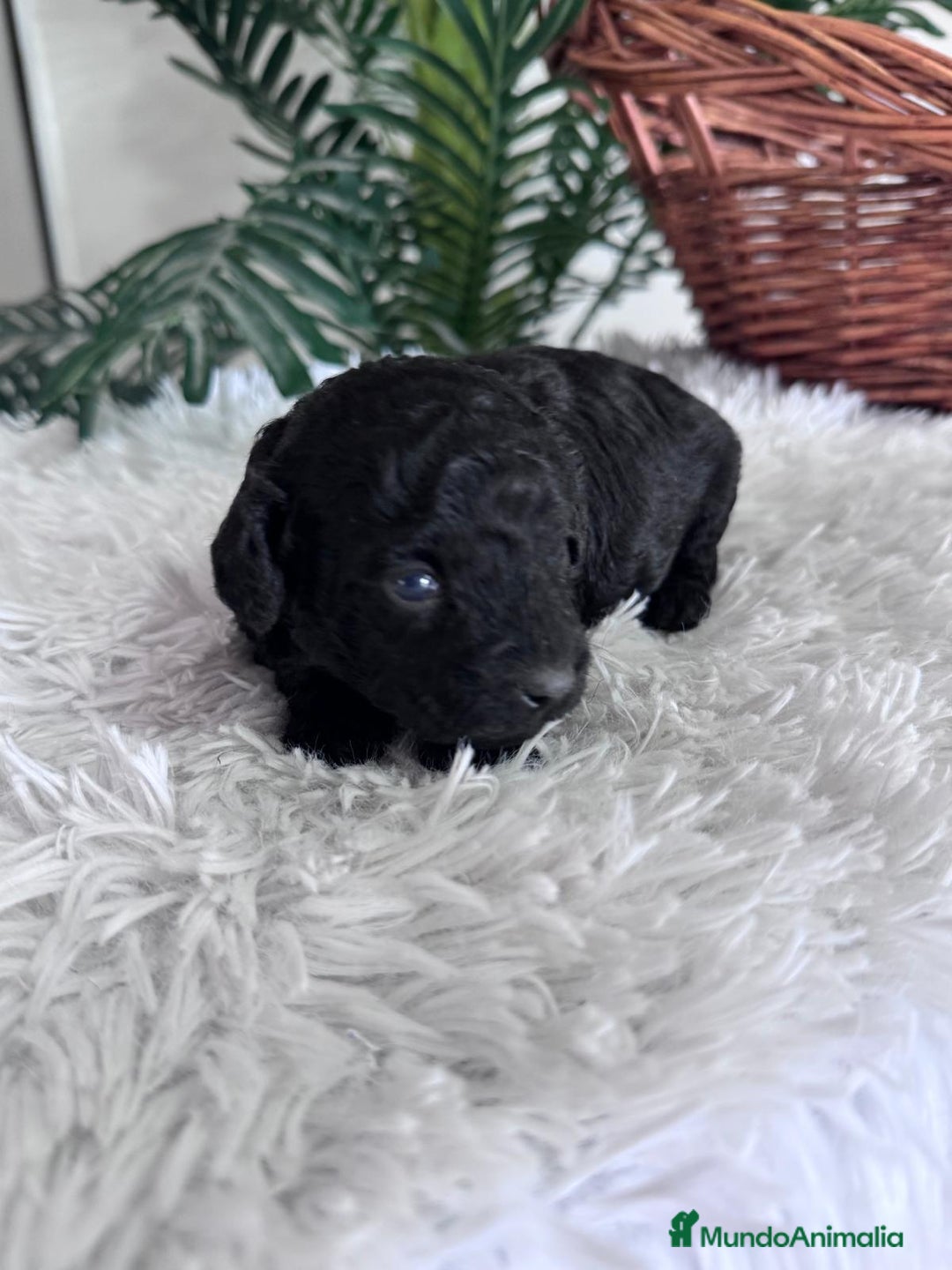 Caniche Toy perros en venta: CANICHE TOY - Anuncio 15